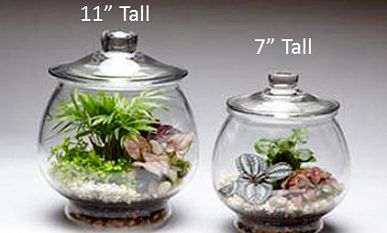 Glass Pedestal Terrariums